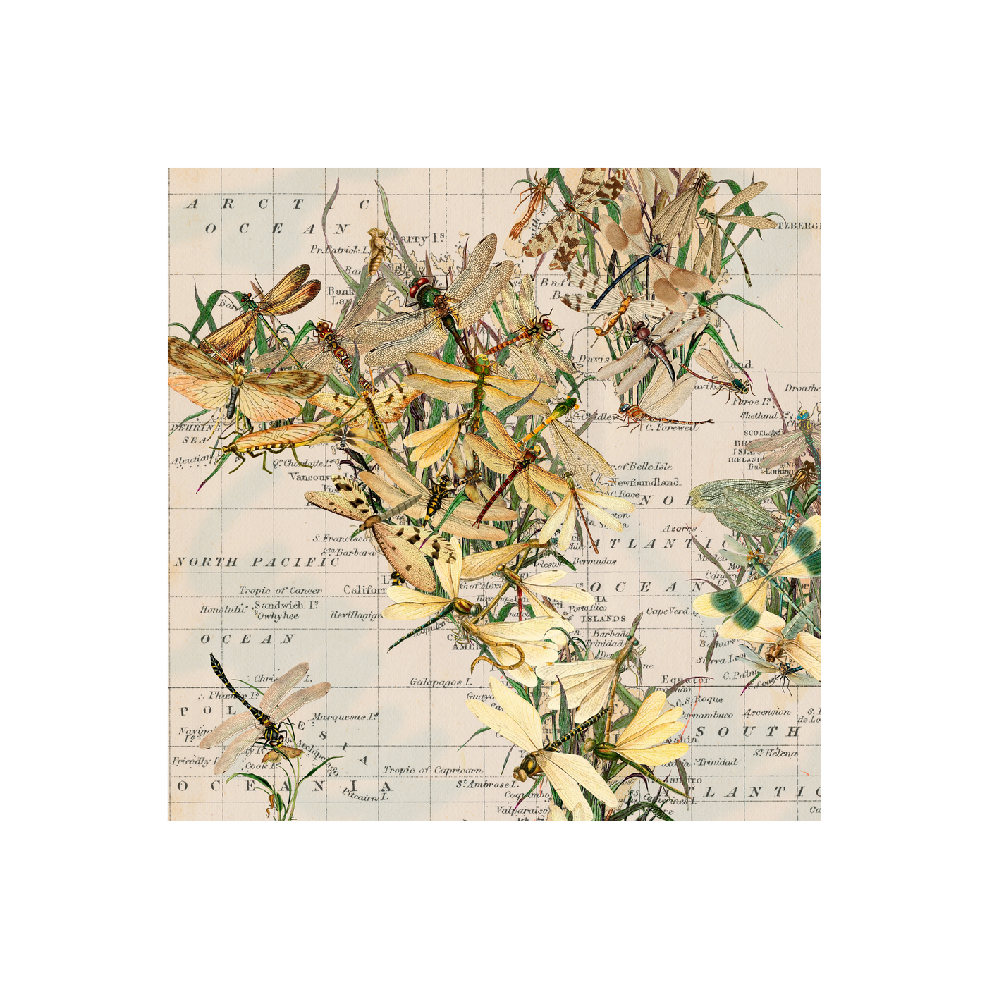 Dragonfly World Collaged Map Art | all:transparent