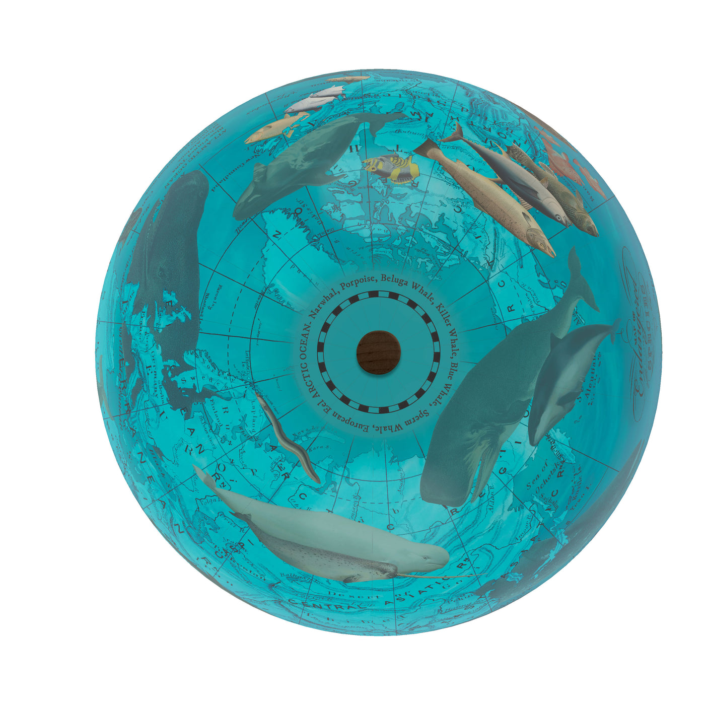 Endangered Ocean Species Globe – Marine Conservation Art top view