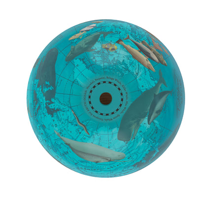 Endangered Ocean Species Globe – Marine Conservation Art top view