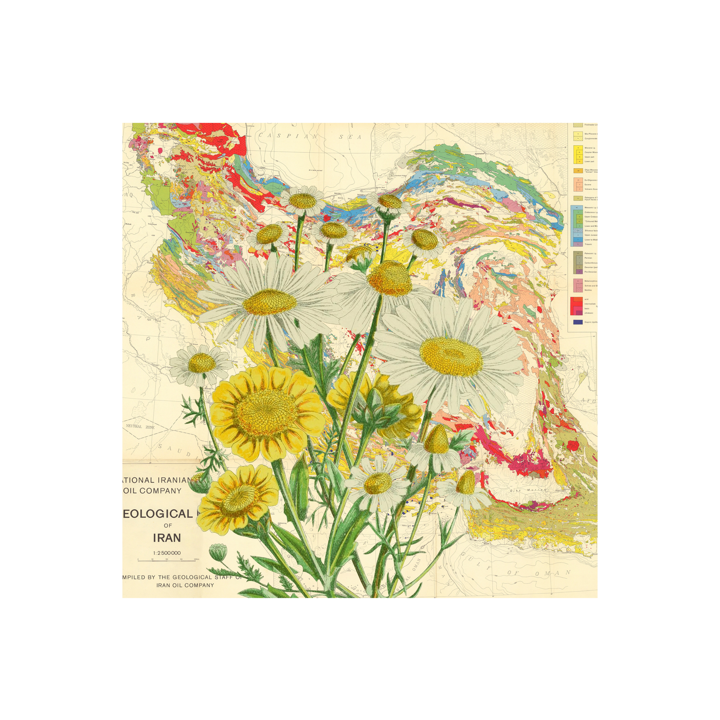 Colorful Daisy Collaged Map Art Print | all:transparent