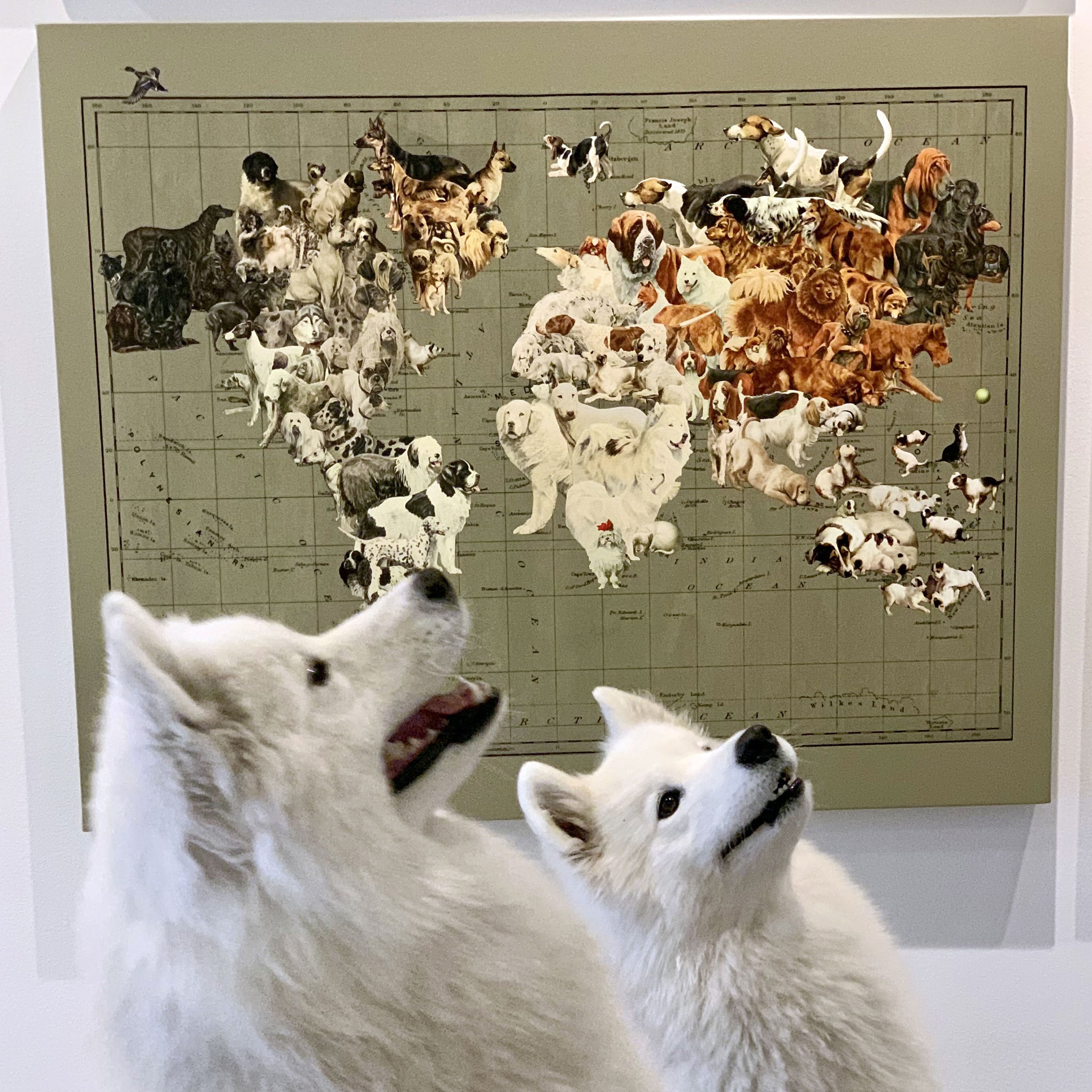 Dog's Life Map of the World Map Art | Wendy Gold