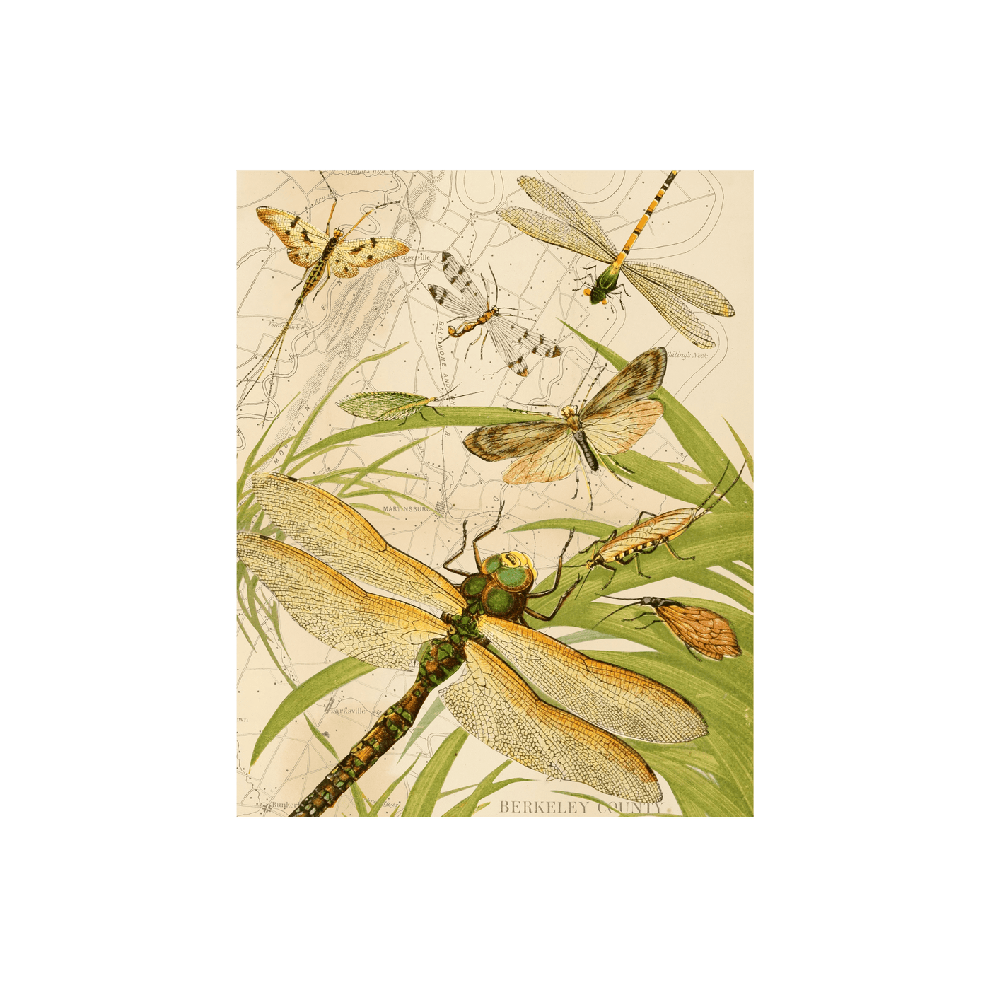 Dragonfly Collaged Map Art Print | all:transparent