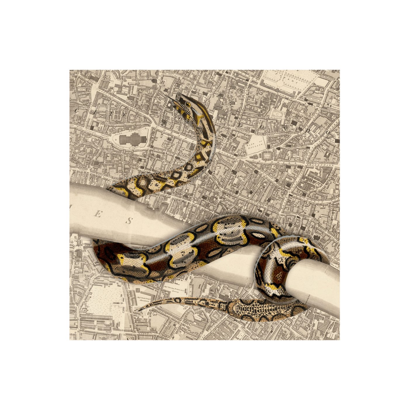 London Snake Collaged Map Art Print | all:transparent