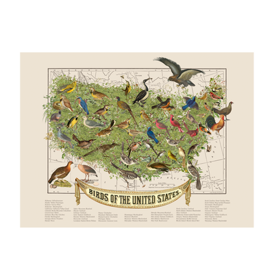 USA State Bird Map Collage Art transparent | all:transparent