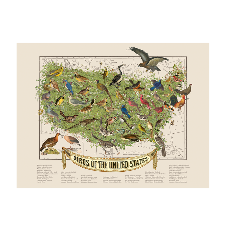 Official State Birds of the USA Map Art Wendy Gold