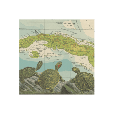Cuba Turtles Collaged Map Art Print | all:transparent